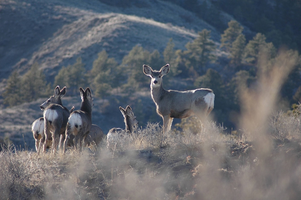 Mule deer near a scenic hillside-2
