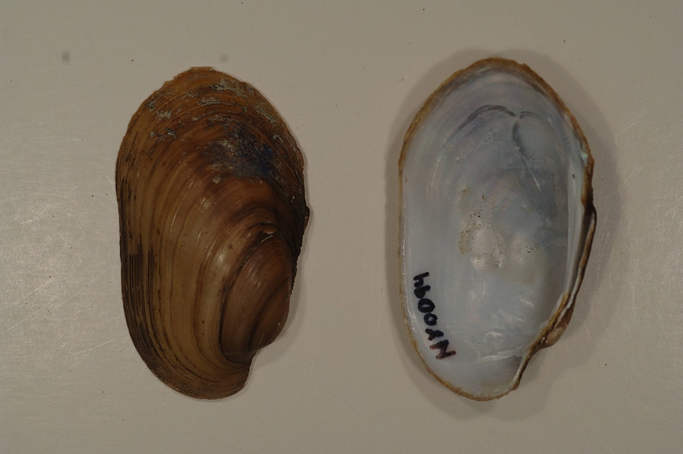 Lampsilis siliquoidea-2