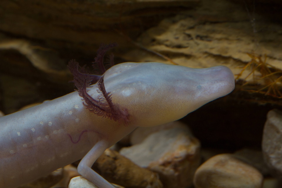 Texas Blind Salamander-3