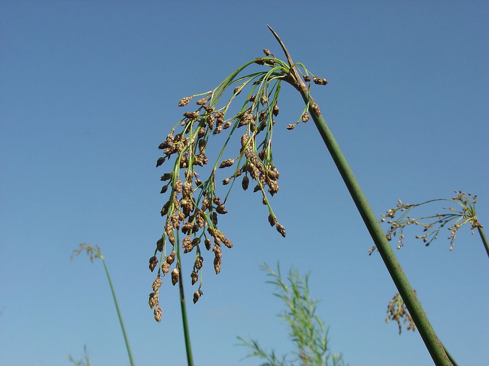 Wool-grass at Neal Smith National Wildlife Refuge
