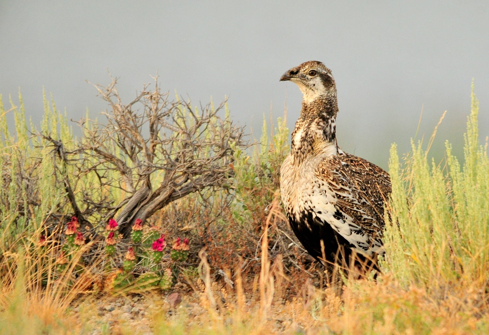 Greater sage-grouse-1