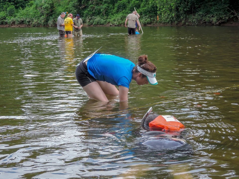 Students surveying freshwater mussels-4