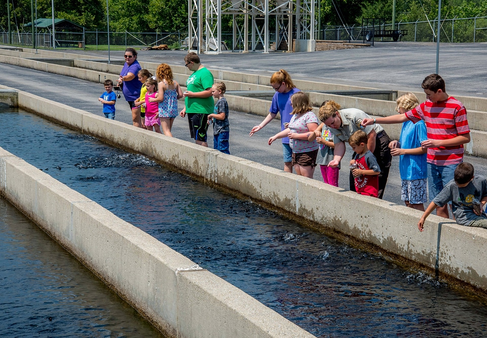 Children feeding fish at raceways-6
