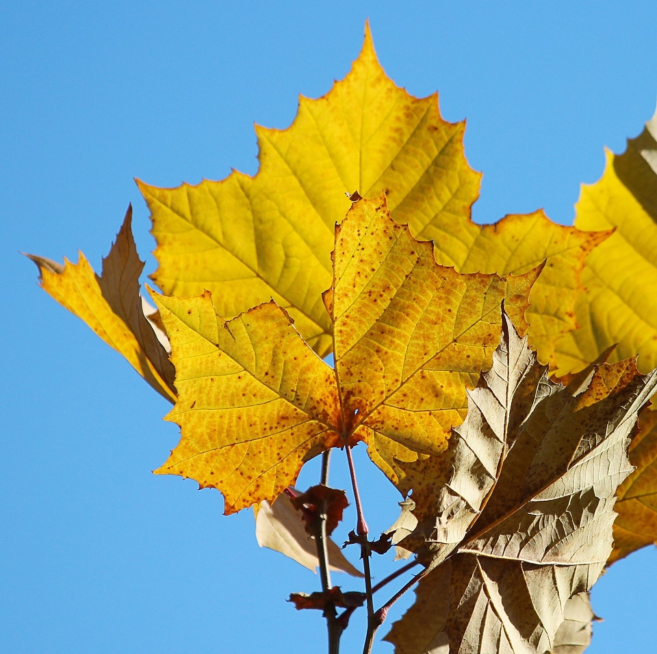 Big leaf yellow leaf autumn