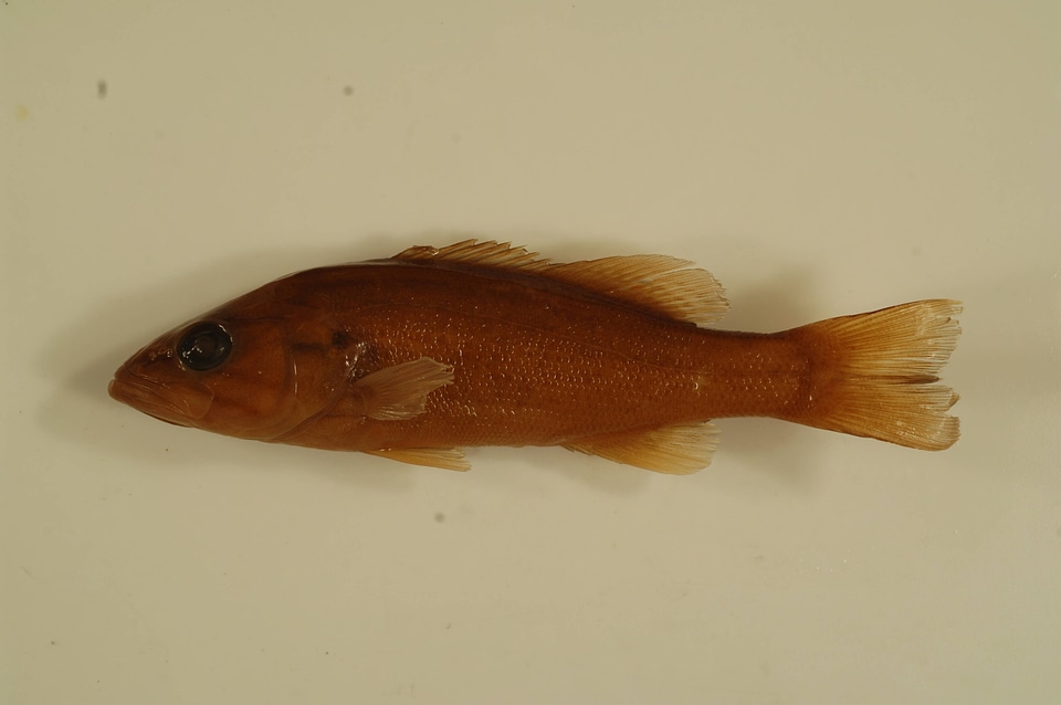 Micropterus dolomieu-1