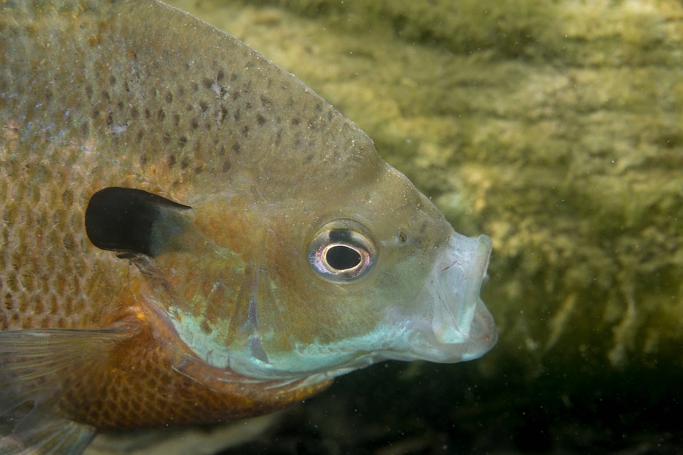 Bluegill on nest-2