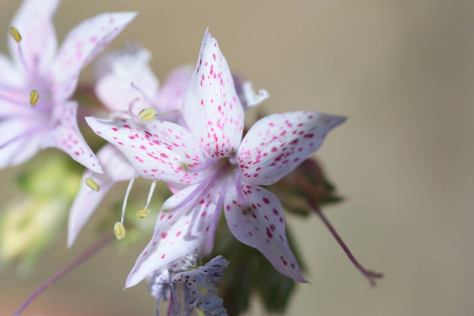 Pagosa skyrocket flower
