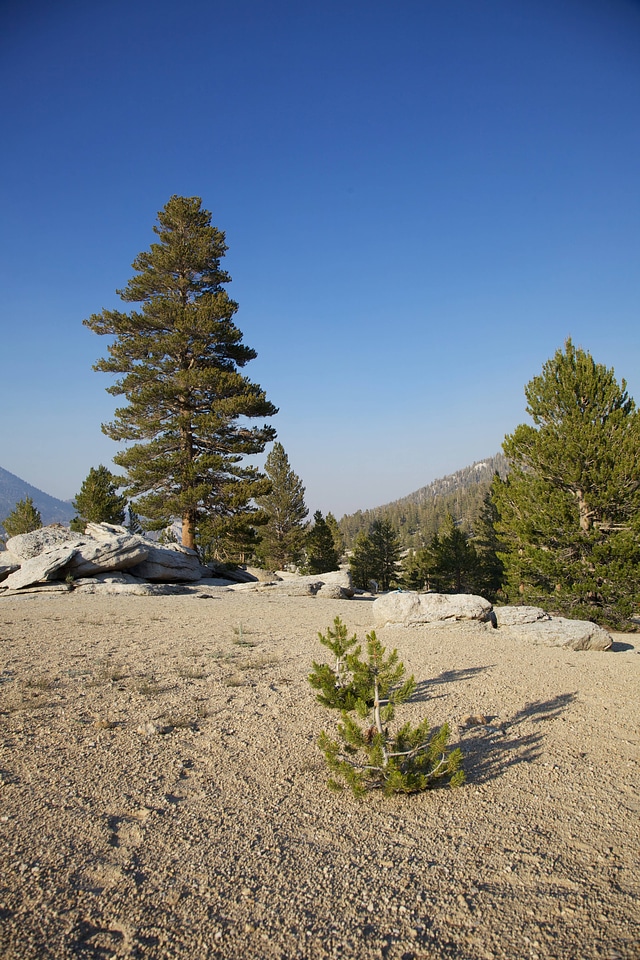 Sierra Nevada high alpine meadow-4