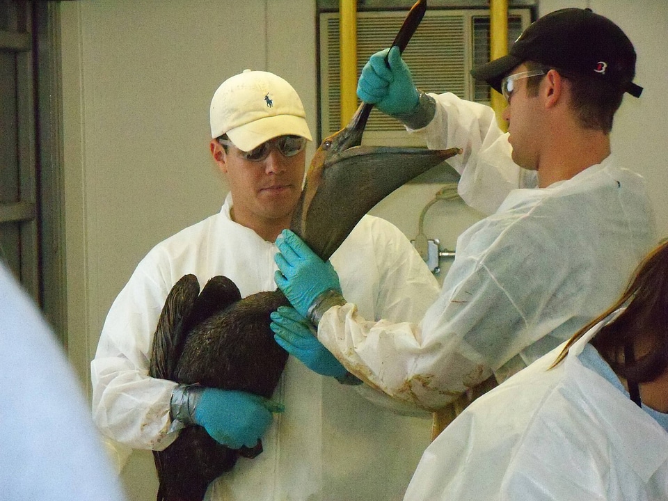Workers with pelicans