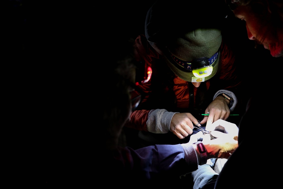 Researchers track the movement of endangered Gray bats-1