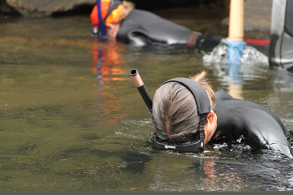 Snorkeler searches for hellbenders