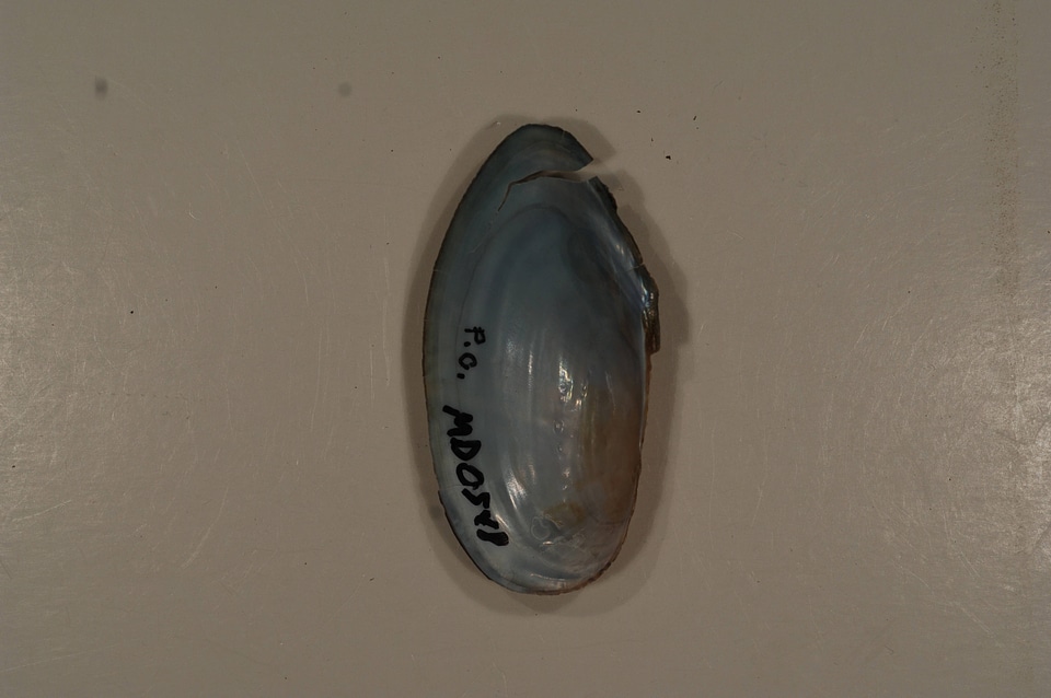 Pyganodon cataracta(inside)