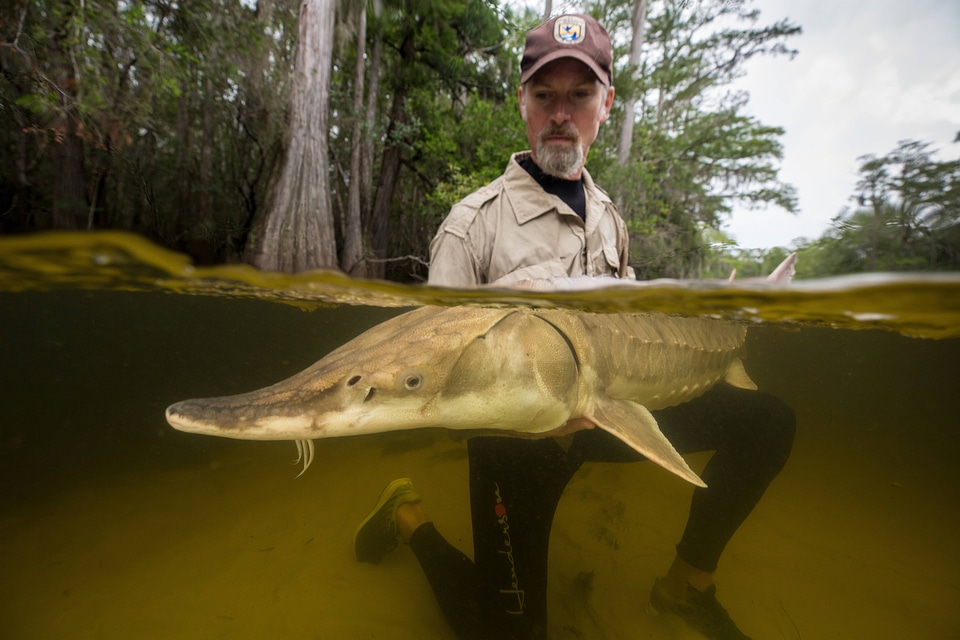 Biologist with gulf sturgeon-2