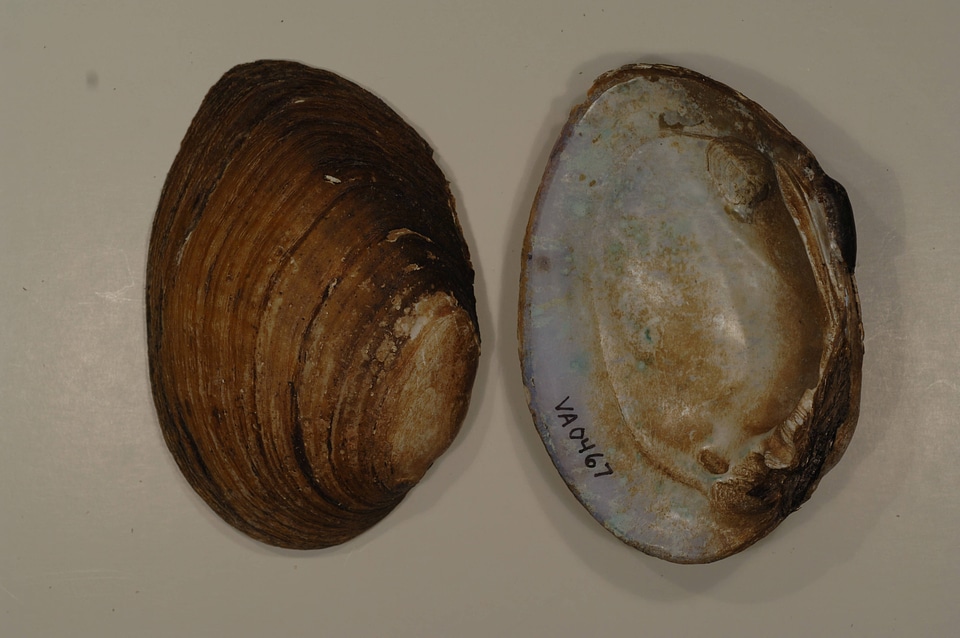 Ortmanniana ligamentina-3
