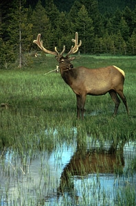 Elk in Velvet photo