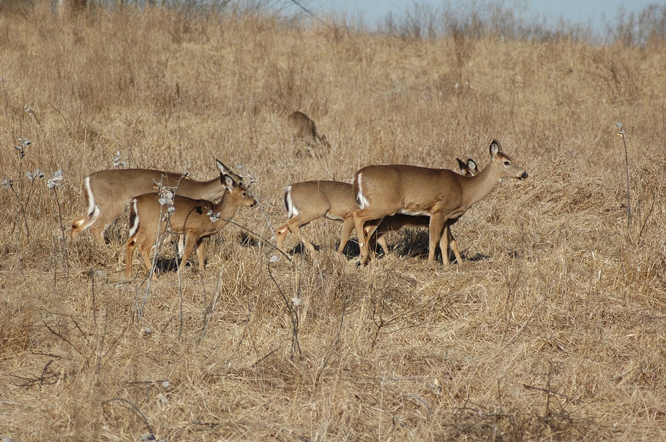 Herd of White-tailed Deer-1