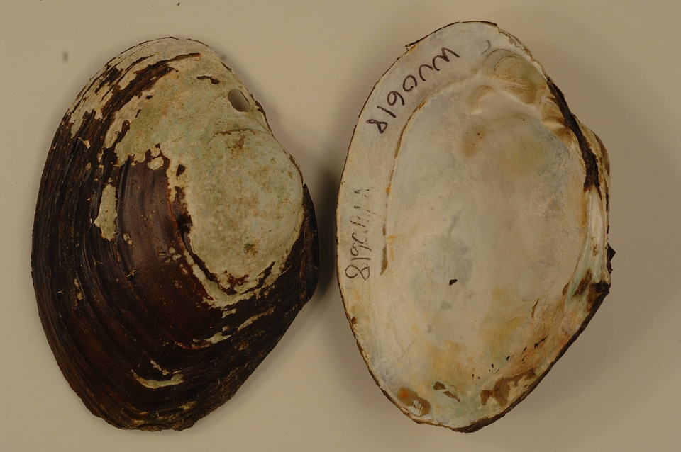 Lampsilis cardium-1