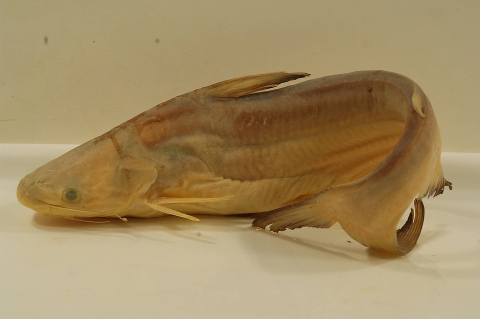Ictalurus furcatus-1