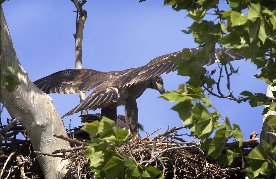 Immature Bald eagle-3