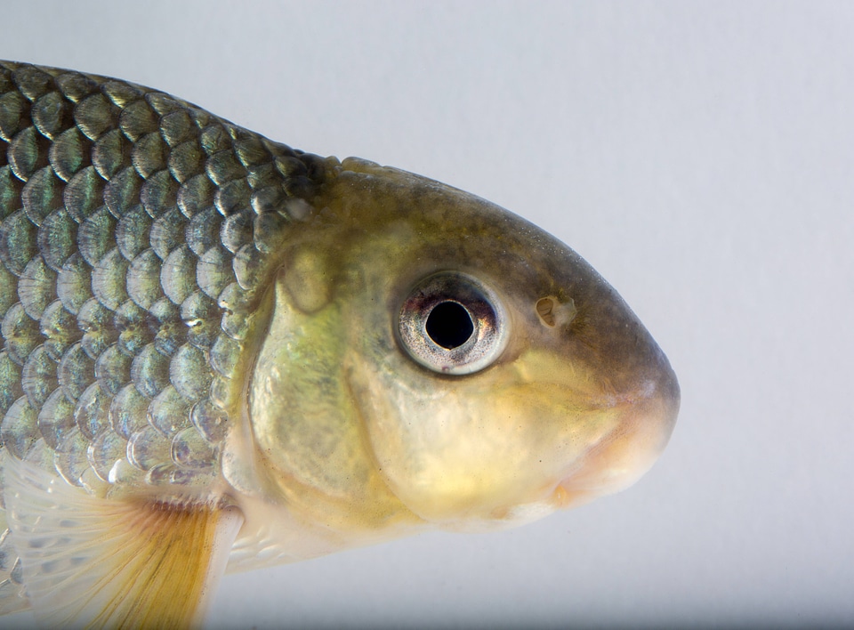 Close up of Sicklefin Redhorse-4