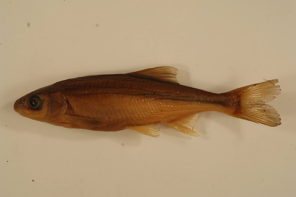 Acrocheilus alutaceus-7