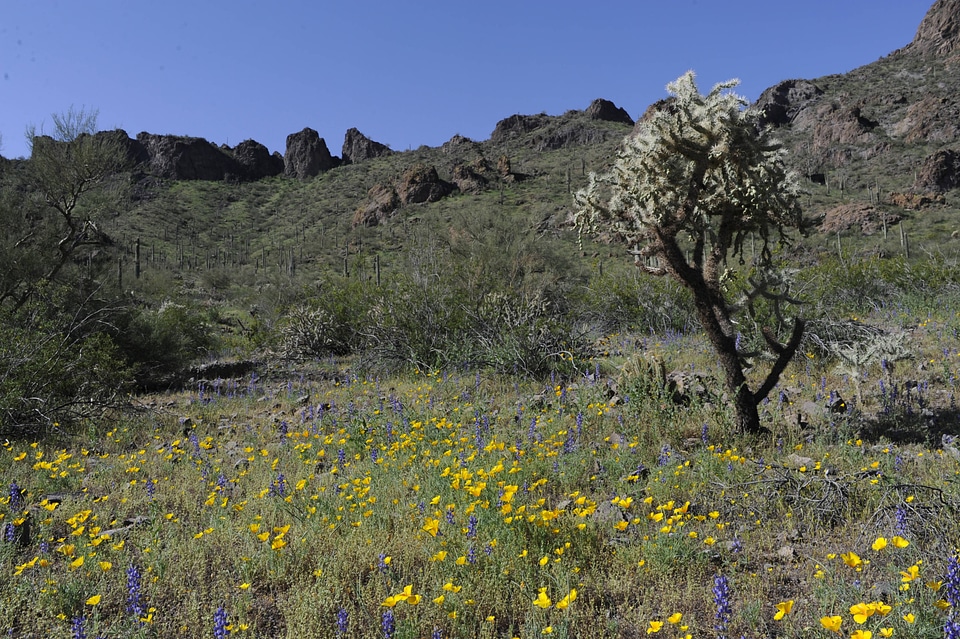 Chainfruit Cholla-6