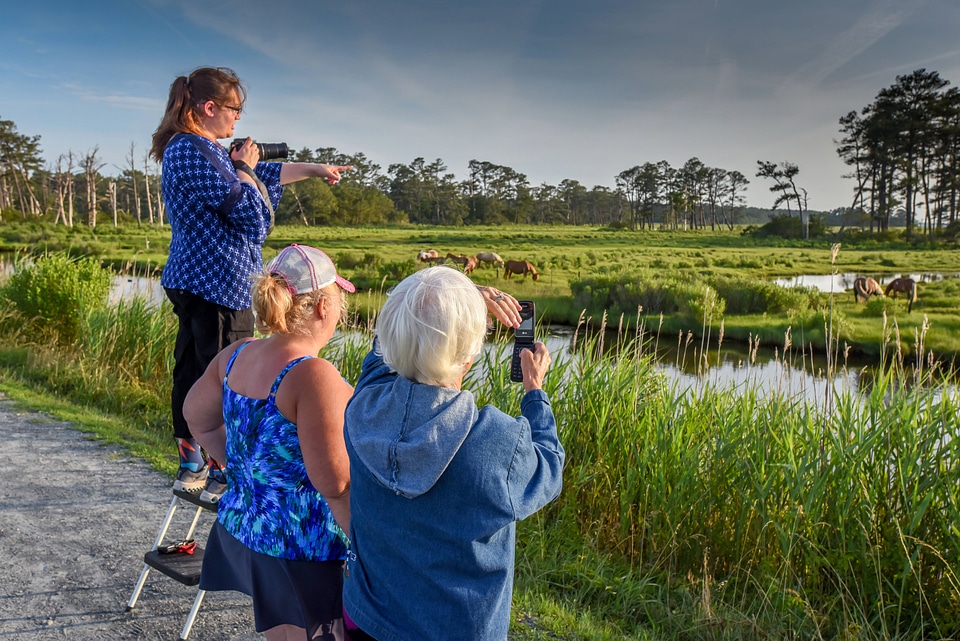 Visitors looking at wild ponies in field-1