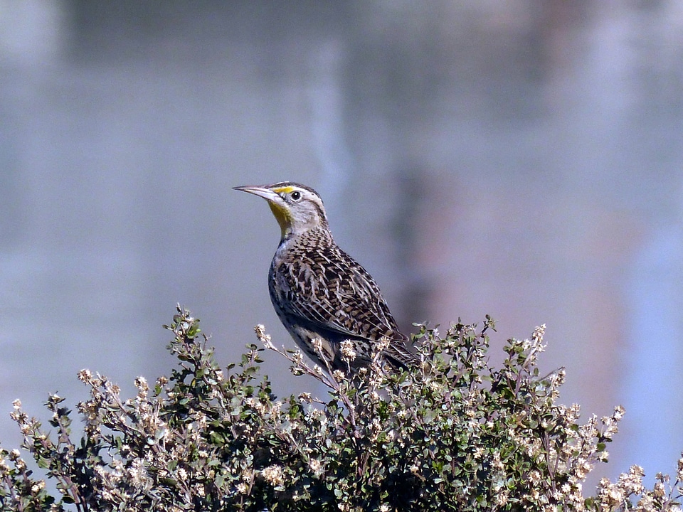Western Meadowlark-2