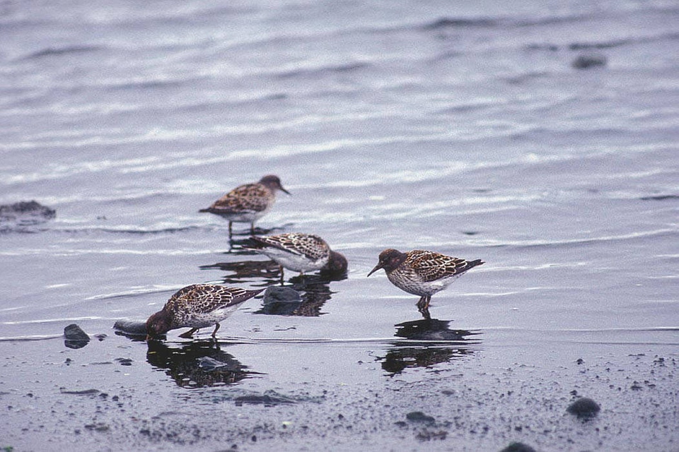 Dunlins at Shoreline-2