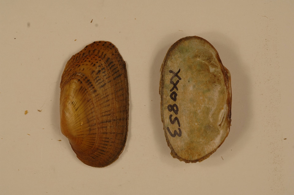 Epioblasma brevidens-4