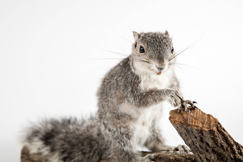 Delmarva Peninsula fox squirrel -2