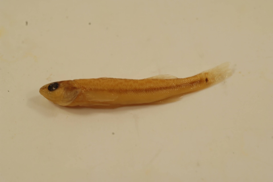 Percina maculata-1