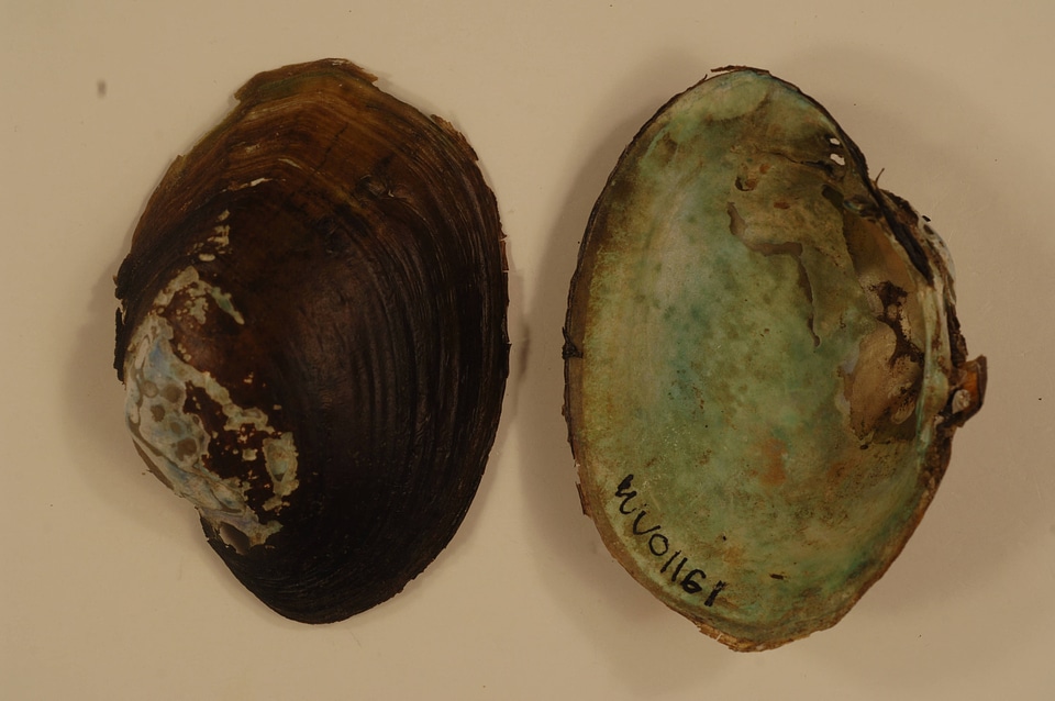 Lampsilis cardium-1