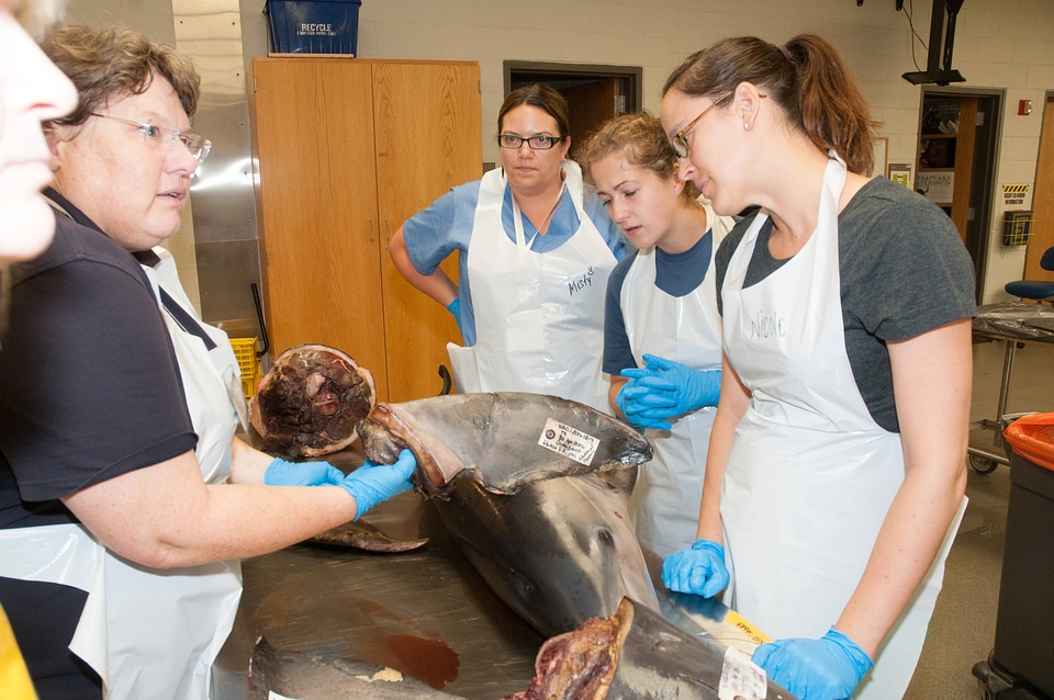 Marine Mammal Stranding Course at NCTC-5