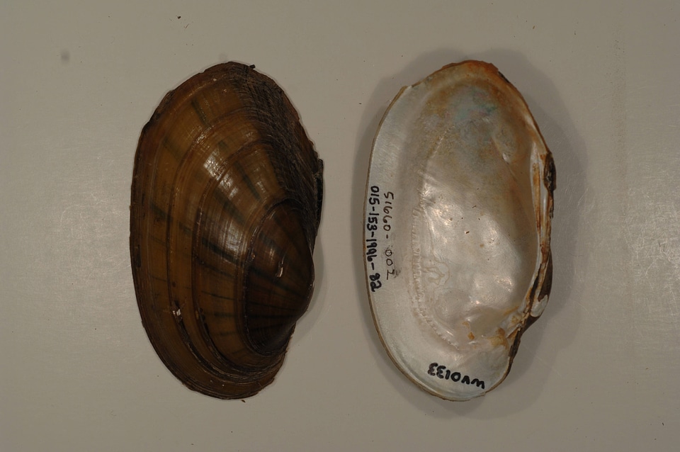 Lampsilis siliquoidea-5