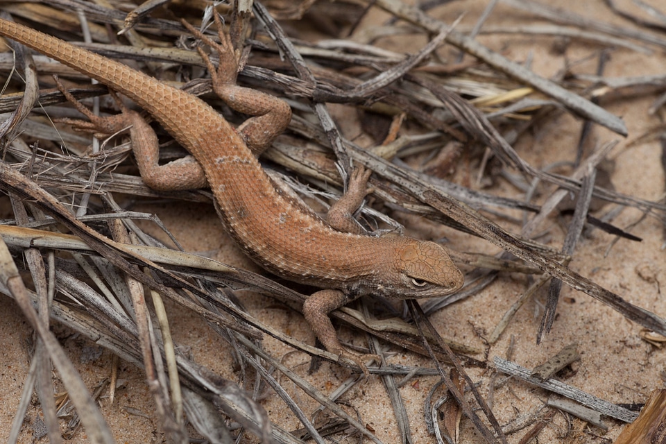 Dunes sagebrush Lizard-2