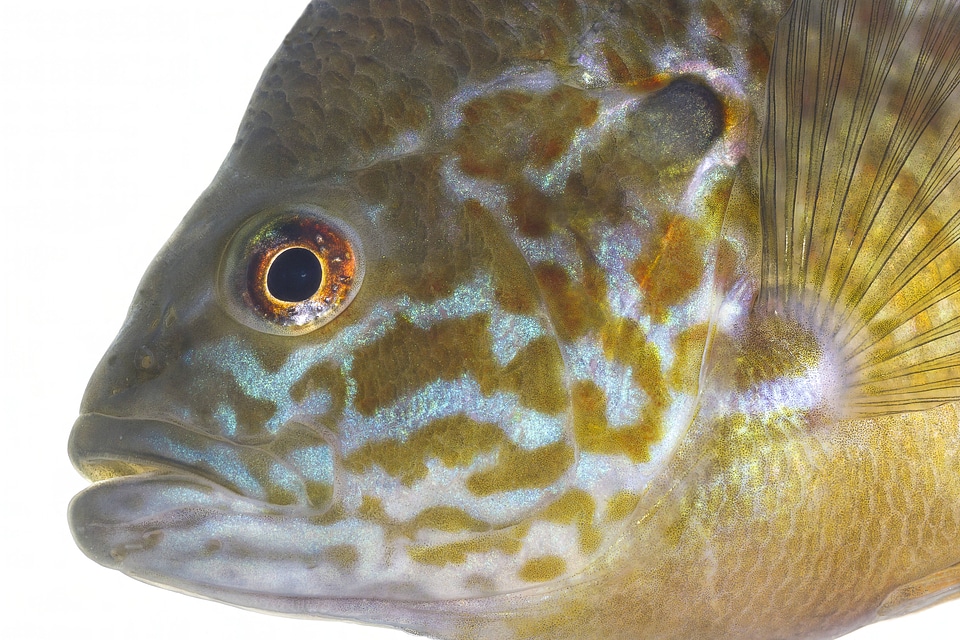 Hybrid sunfish likely bluegill green