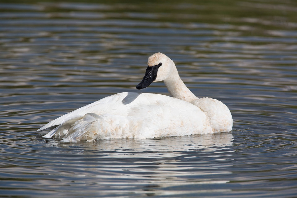 Trumpeter Swan preens feathers-2