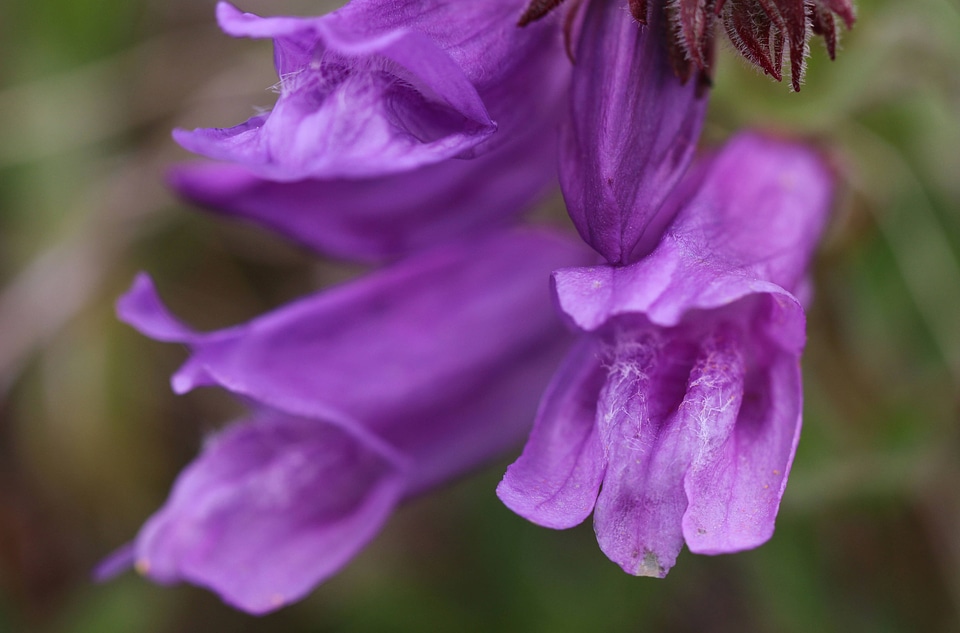 Cardwell's penstemon -1