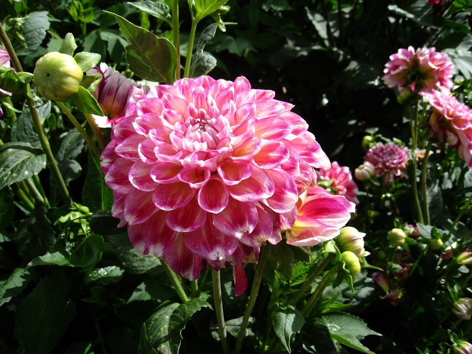 Color green pink