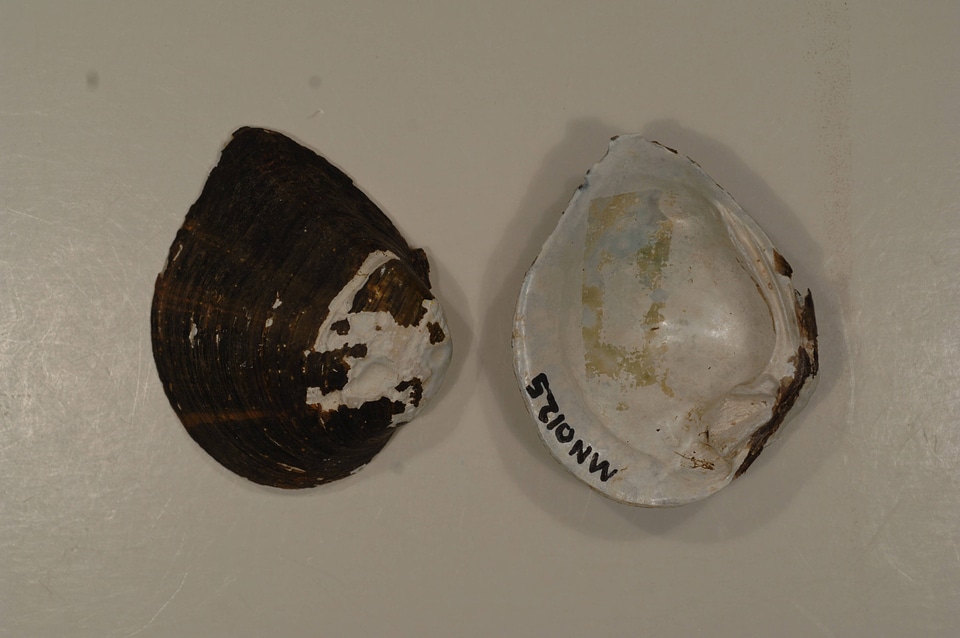 Truncilla truncata-2