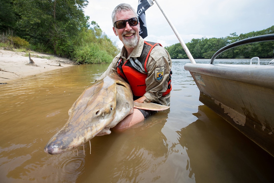 Biologist shows front view of Gulf sturgeon in river-3