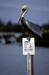 Brown pelican perches on refuge sign photo