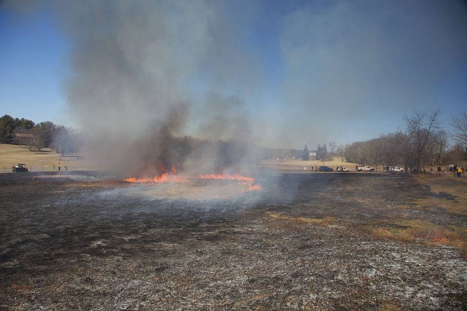 Prescribed burn area-1