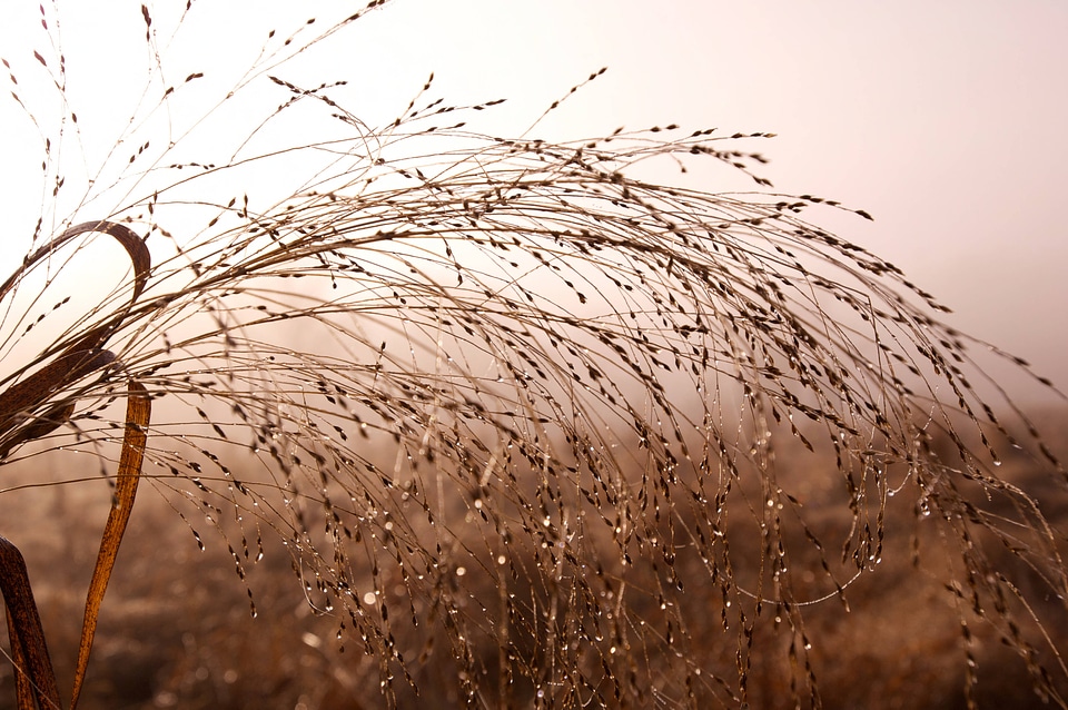 Dew drops on grass