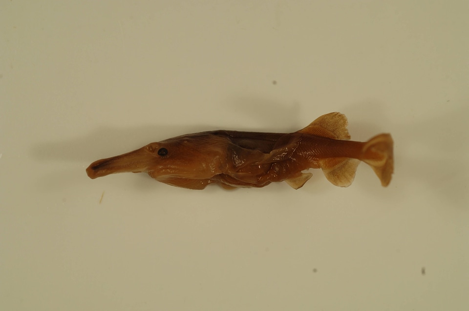 Polyodon spathula-1