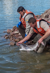 Fisheries workers releasing paddlefish-2