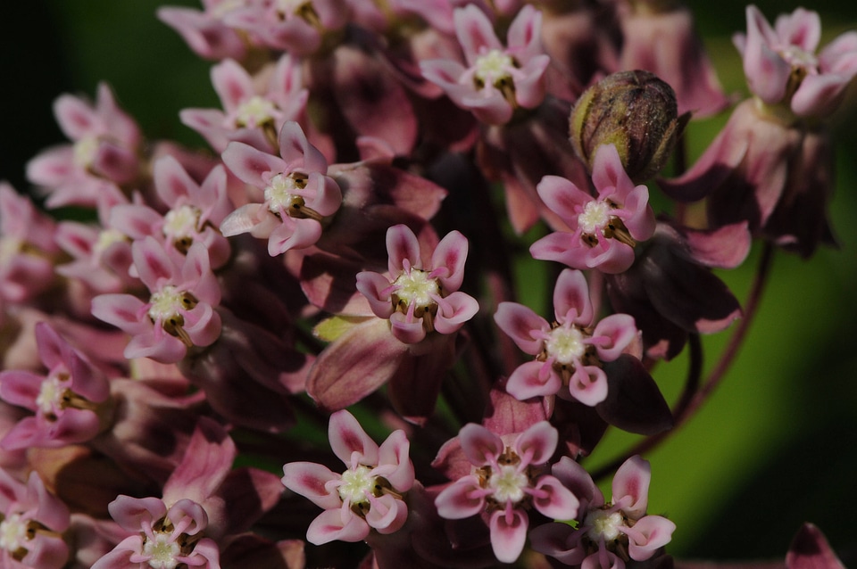 Common Milkweed closeup