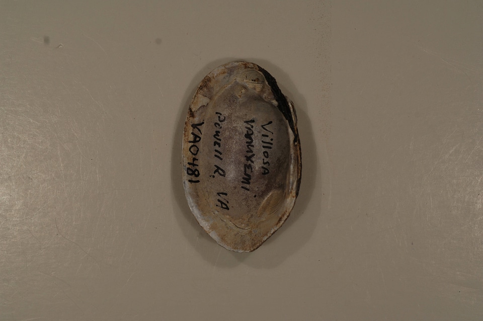 Villosa vanuxemensis (inside)