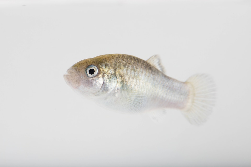 Devils Hole Pupfish in captivity-3